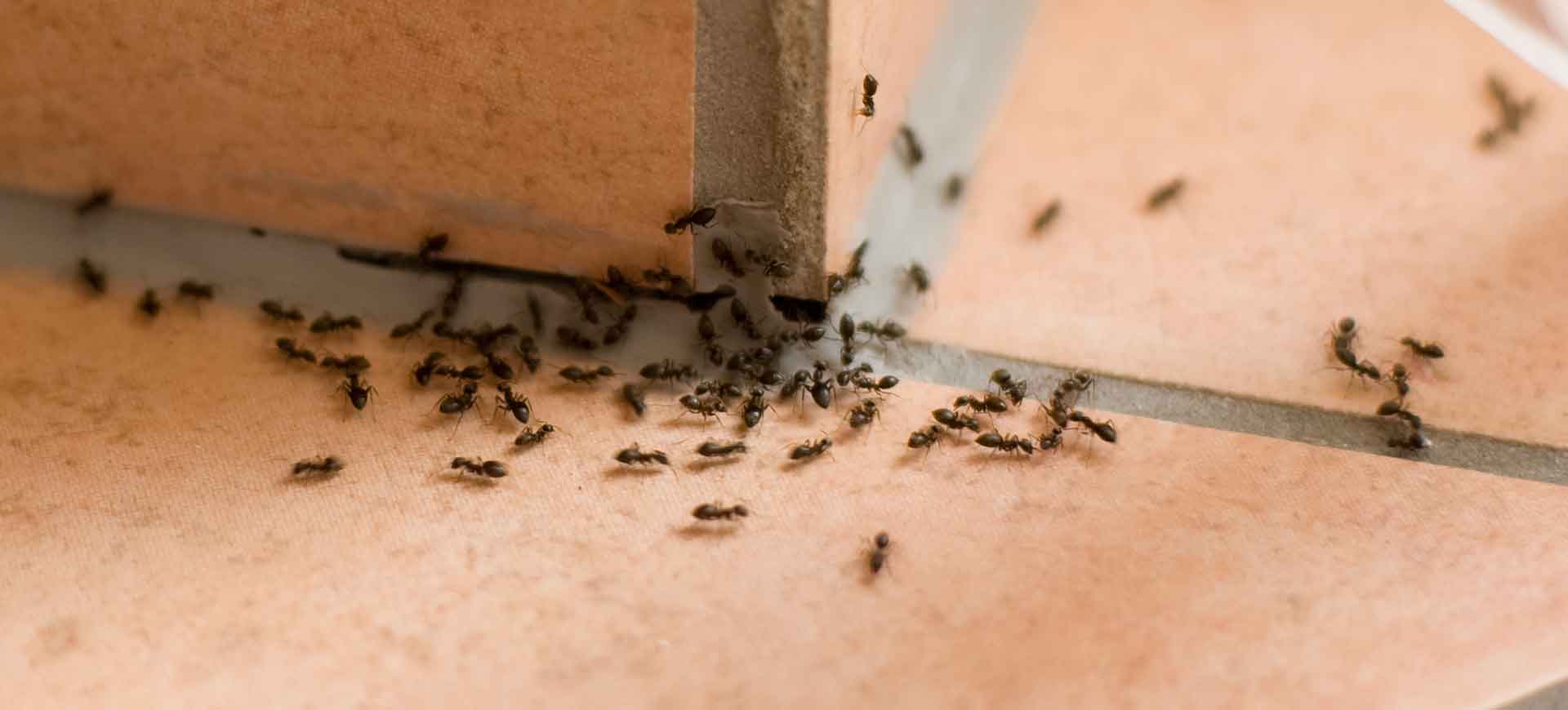 ant pest control clairemont