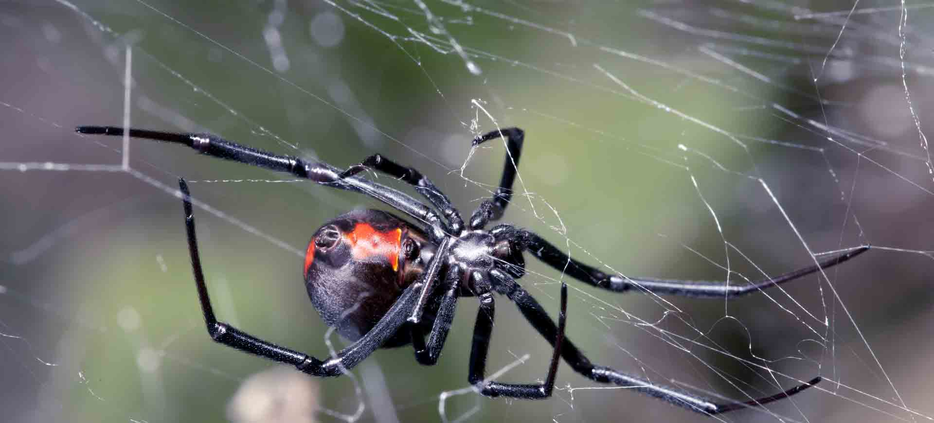 spider pest control clairemont