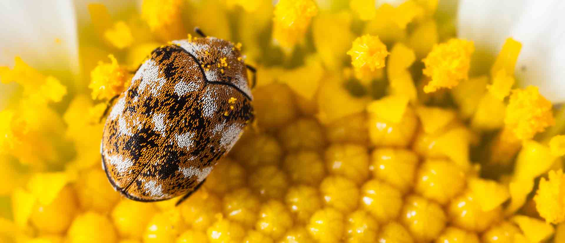 carpet beetle pest control lakeside
