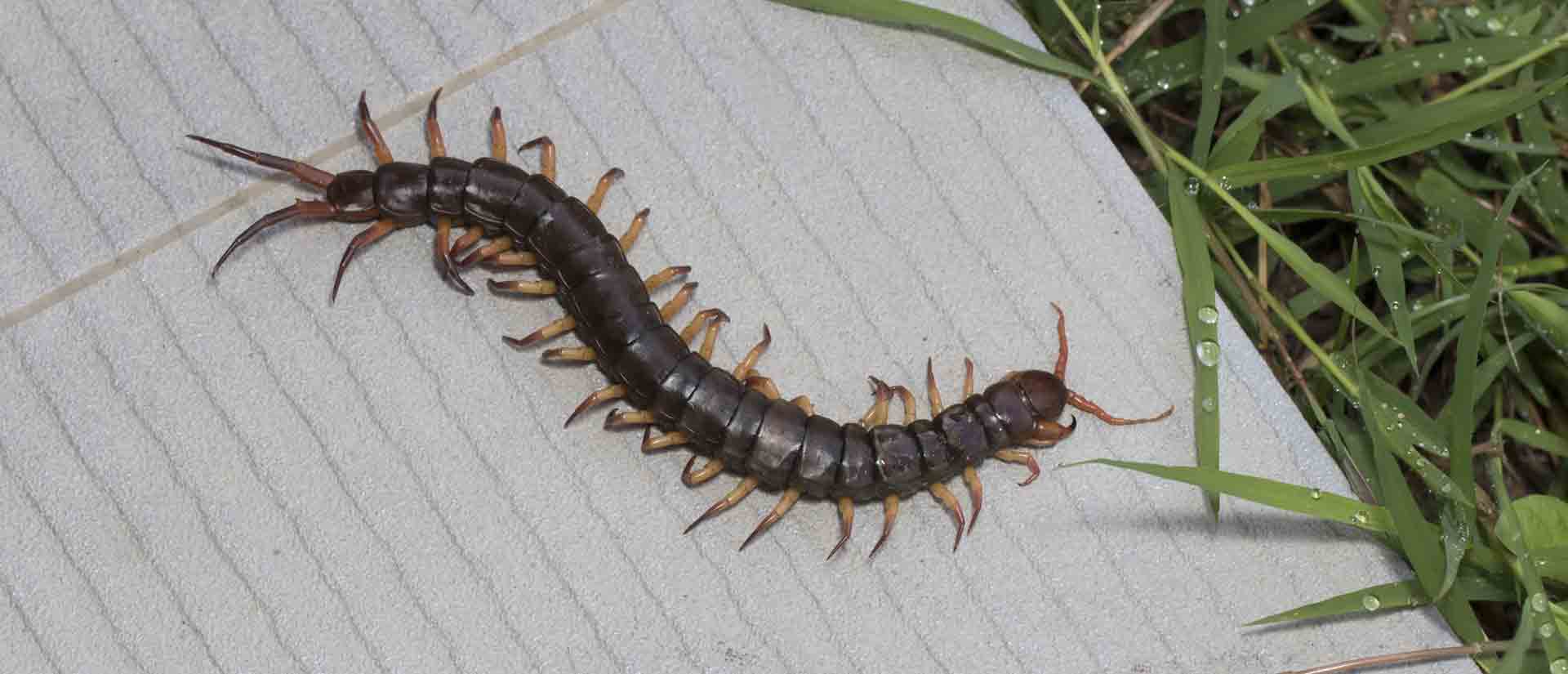 centipede pest control winter gardens