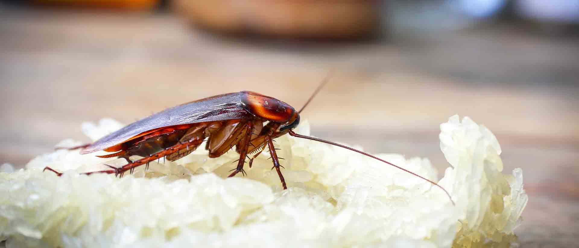 cockroach pest control clairemont