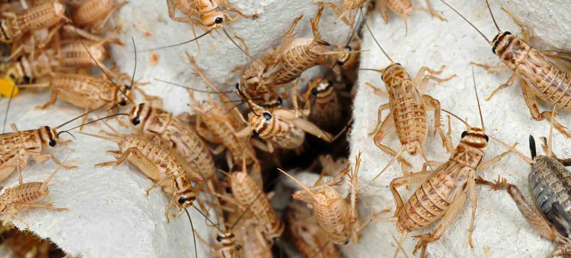cricket pest control bonita