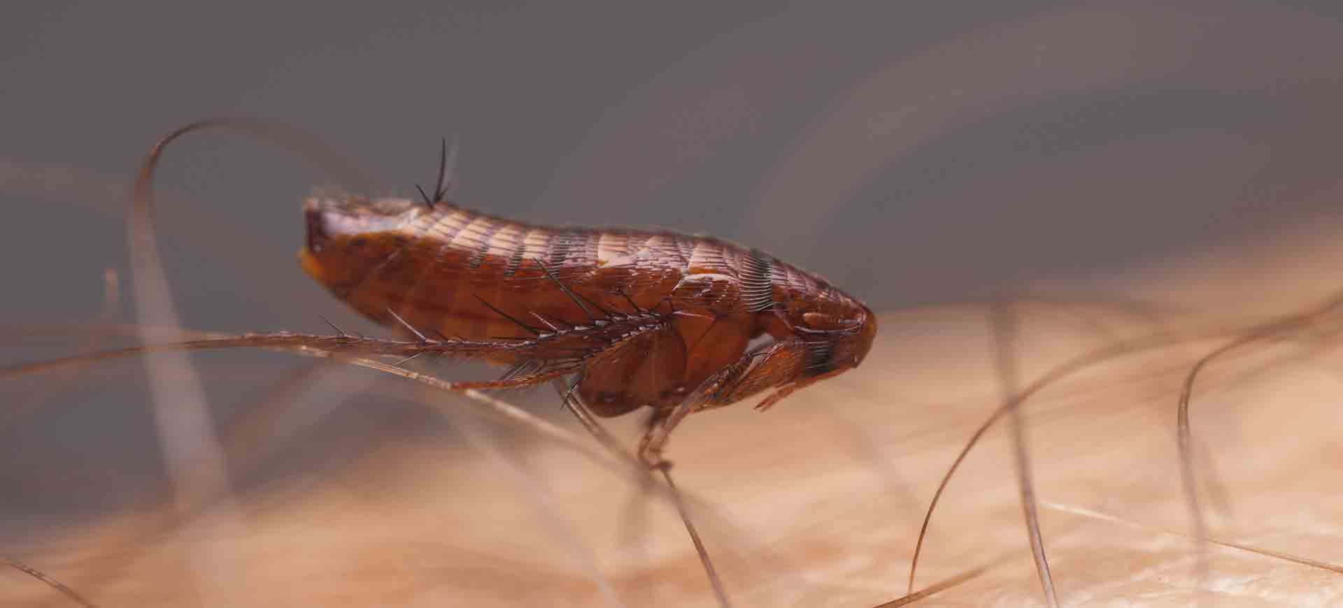 flea pest control clairemont