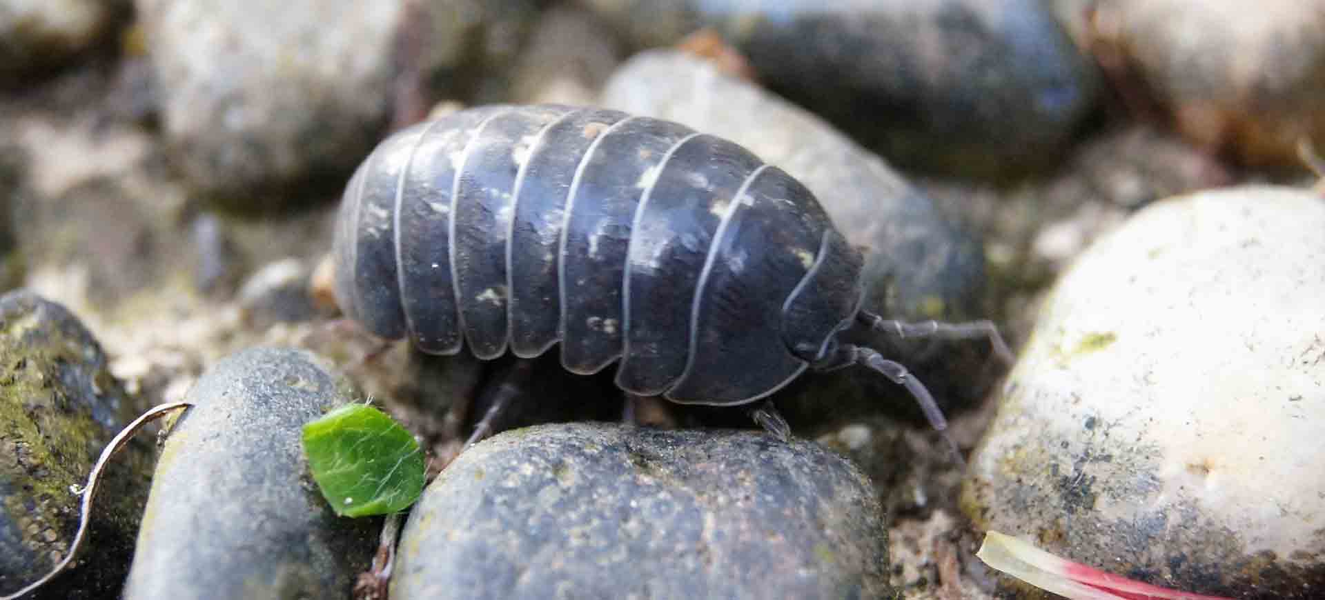 pillbugs pest control winter gardens