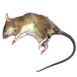rodent control removal National City ca
