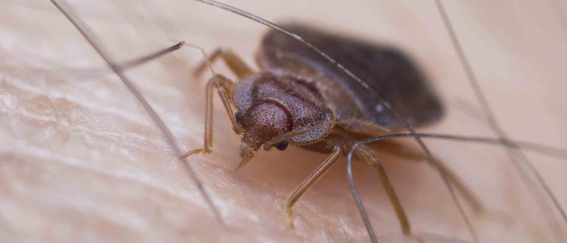bed bug pest control san ysidro