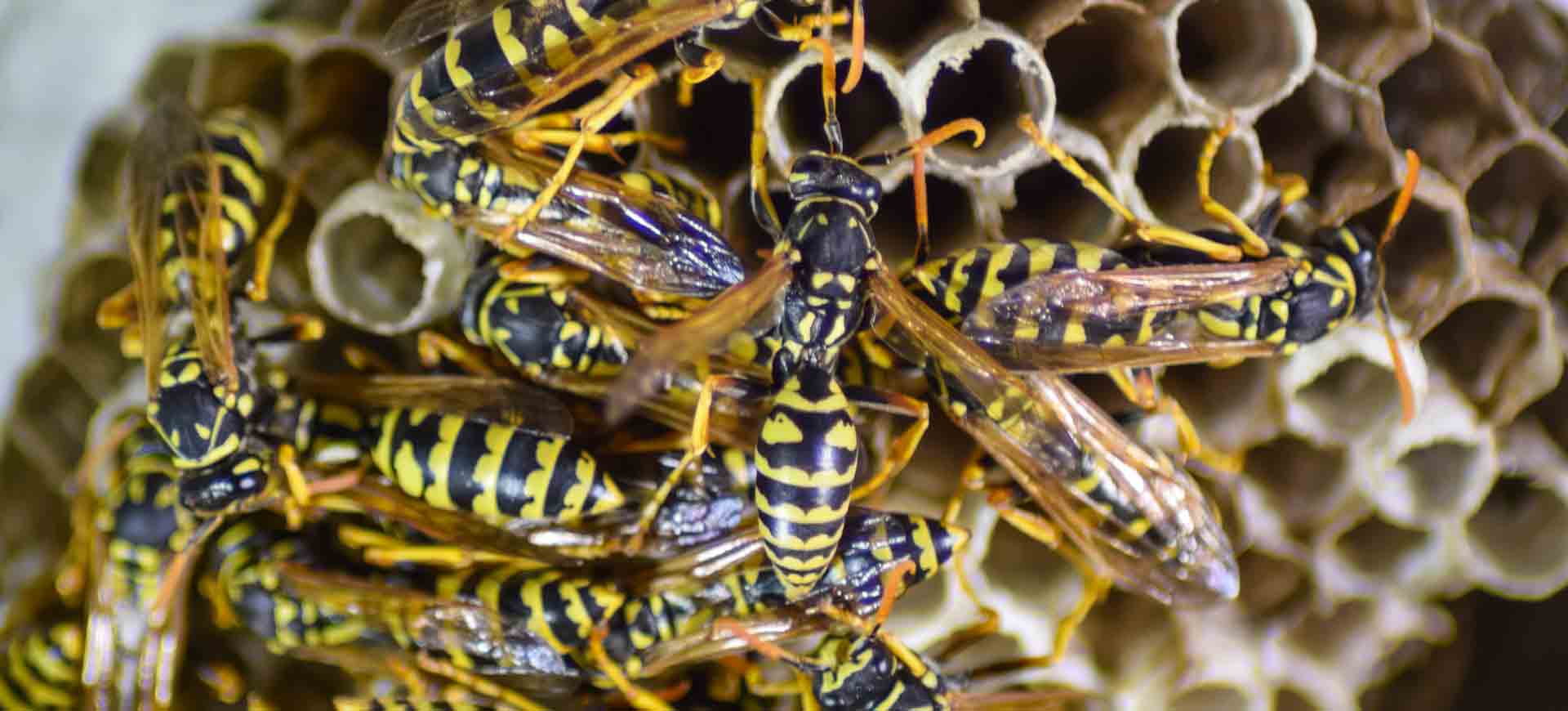 wasp pest control lakeside