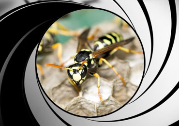 wasp pest control treatment san diego