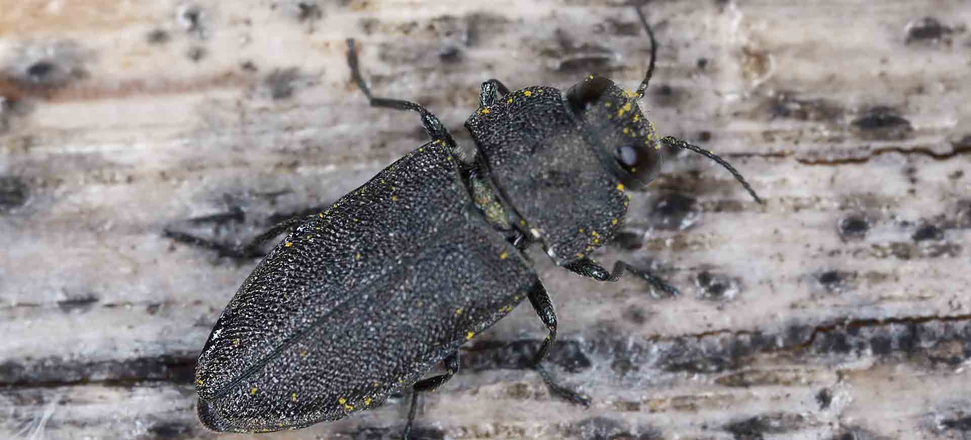 boring beetle pest control winter gardens