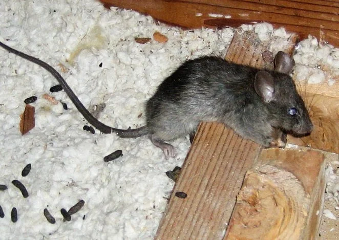 A black mouse crawling on insulation in an attic