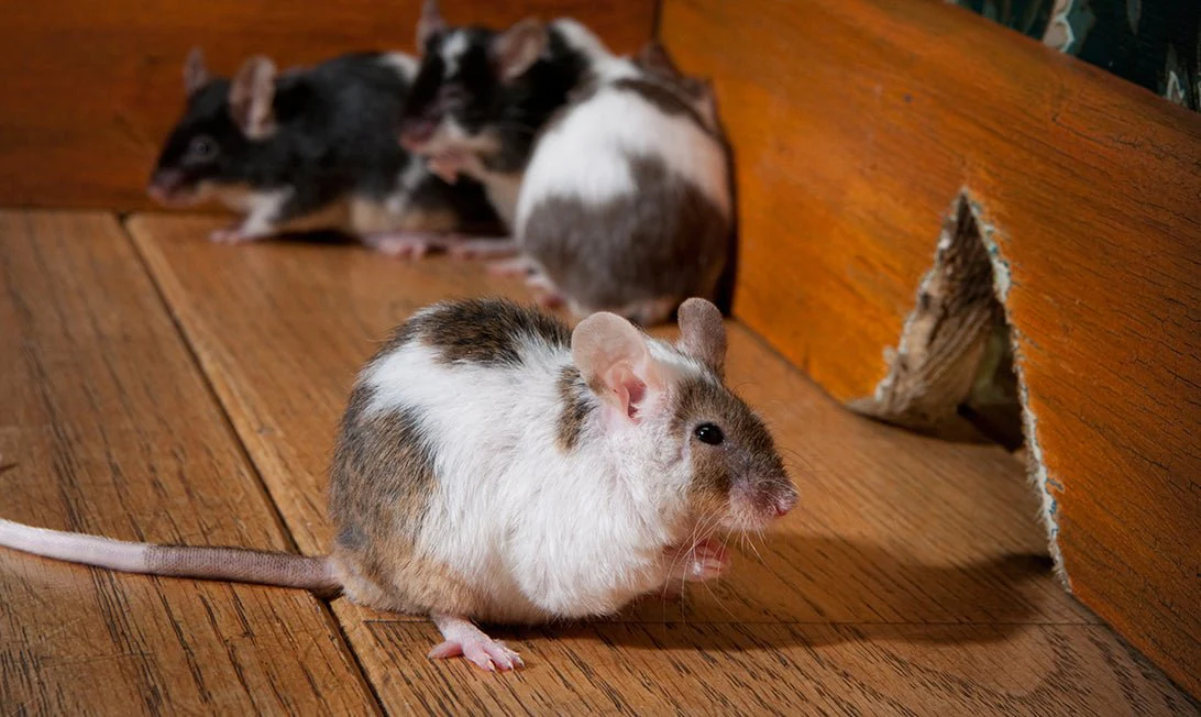 A pack of rats clustered in a corner near a hole in a wall