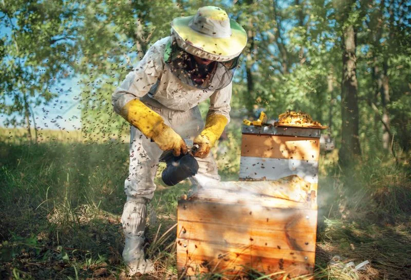 A beekeeper spraying a hive inside a box
