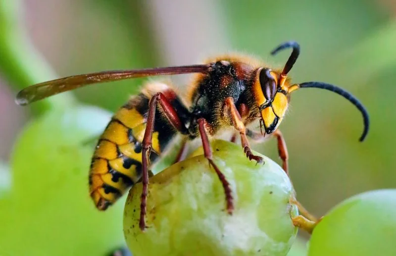 A hornet on a green grape