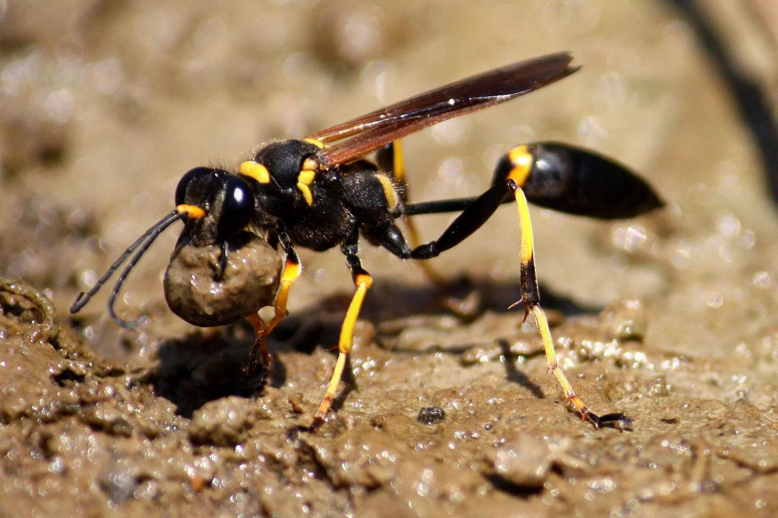 A mud dauber picking up a piece of mud