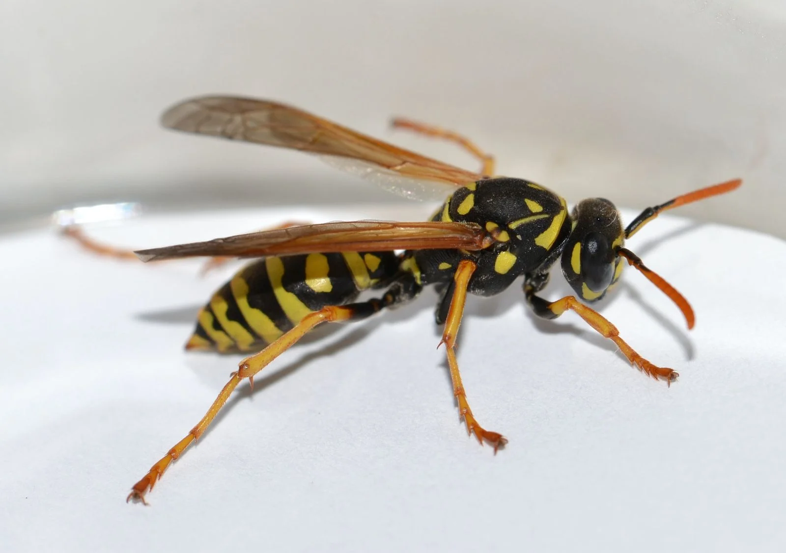 A European paper wasp against a white background