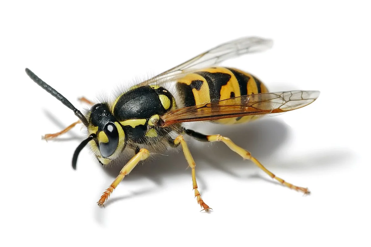 A European wasp against a white background