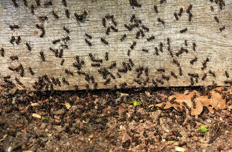 Ants vs Termites | Identify Swarmers Before Damage Occurs