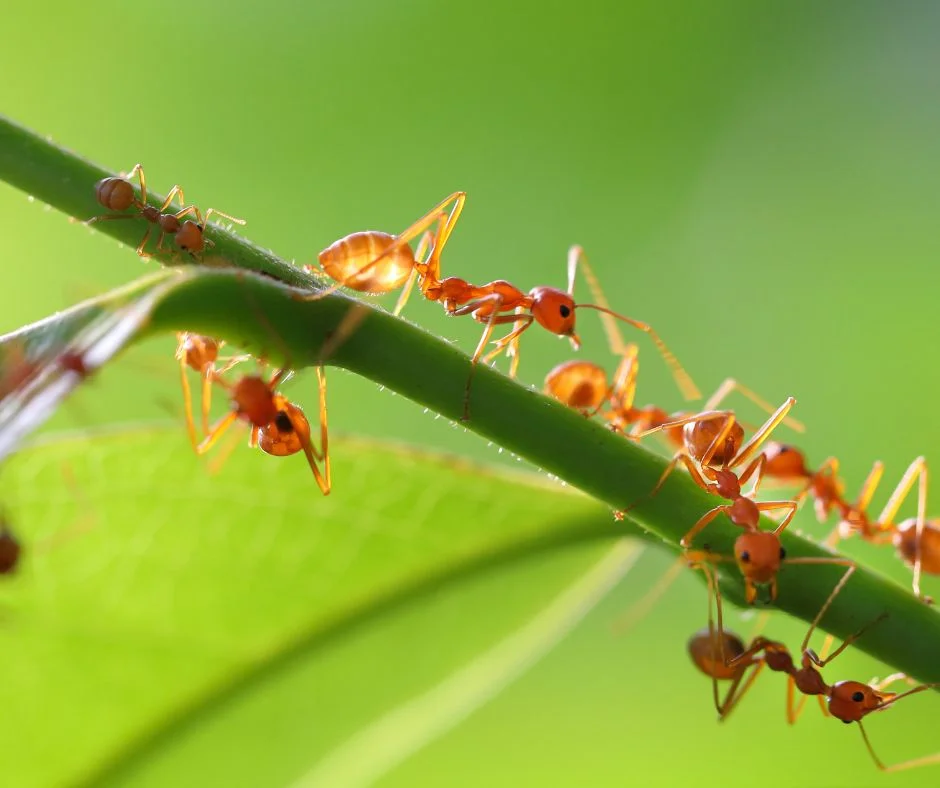 A line of ants crawling down a branch