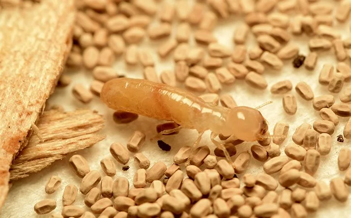 San Diego Termite Control