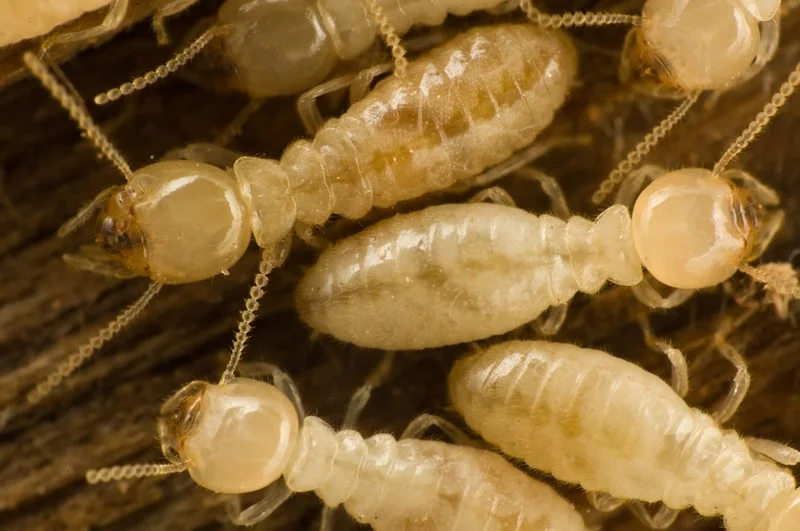 A close-up of termites