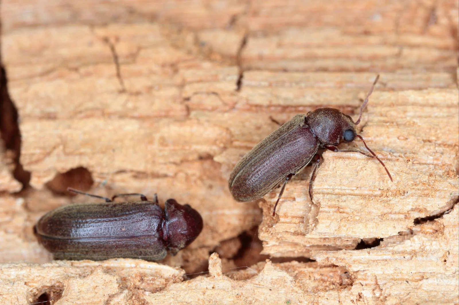 Termites crawling through wood
