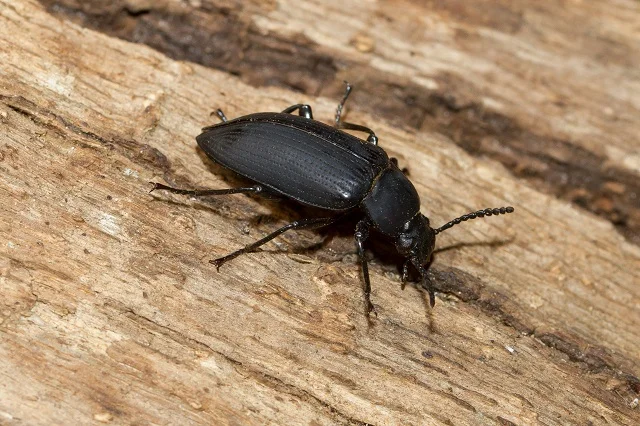 A black wood-boring beetle