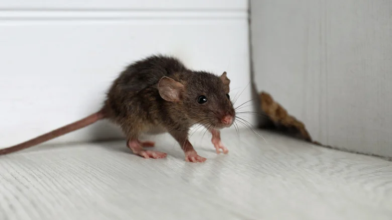 A brown mouse on a white floor
