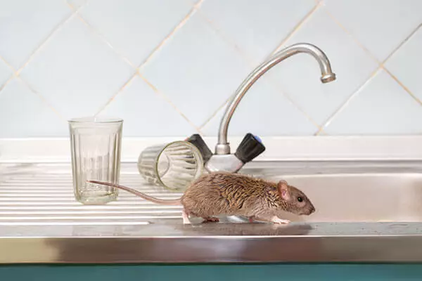A mouse crawling across a steel kitchen sink