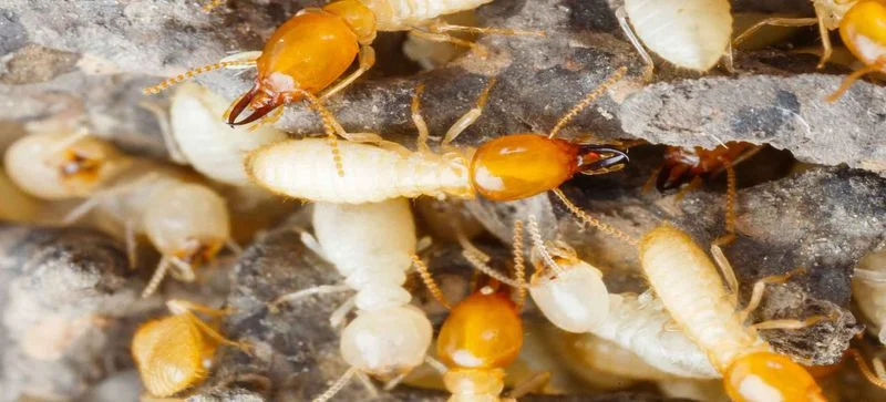 A nest of termites