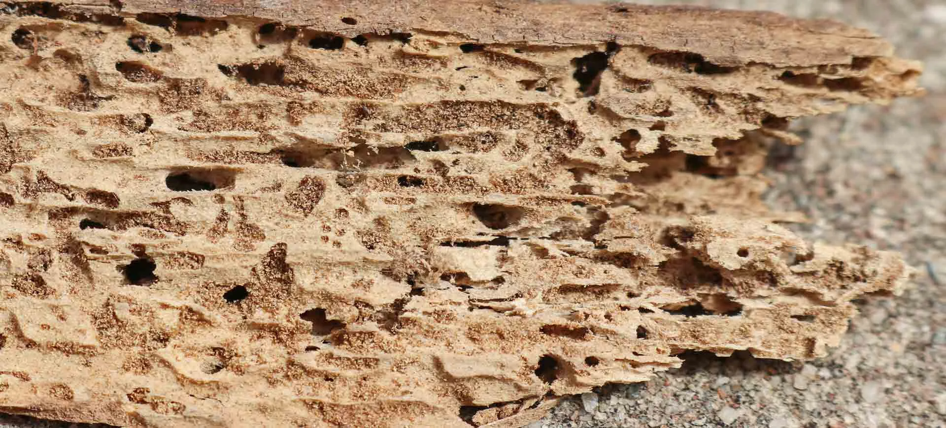 how to prep for termite season in san diego