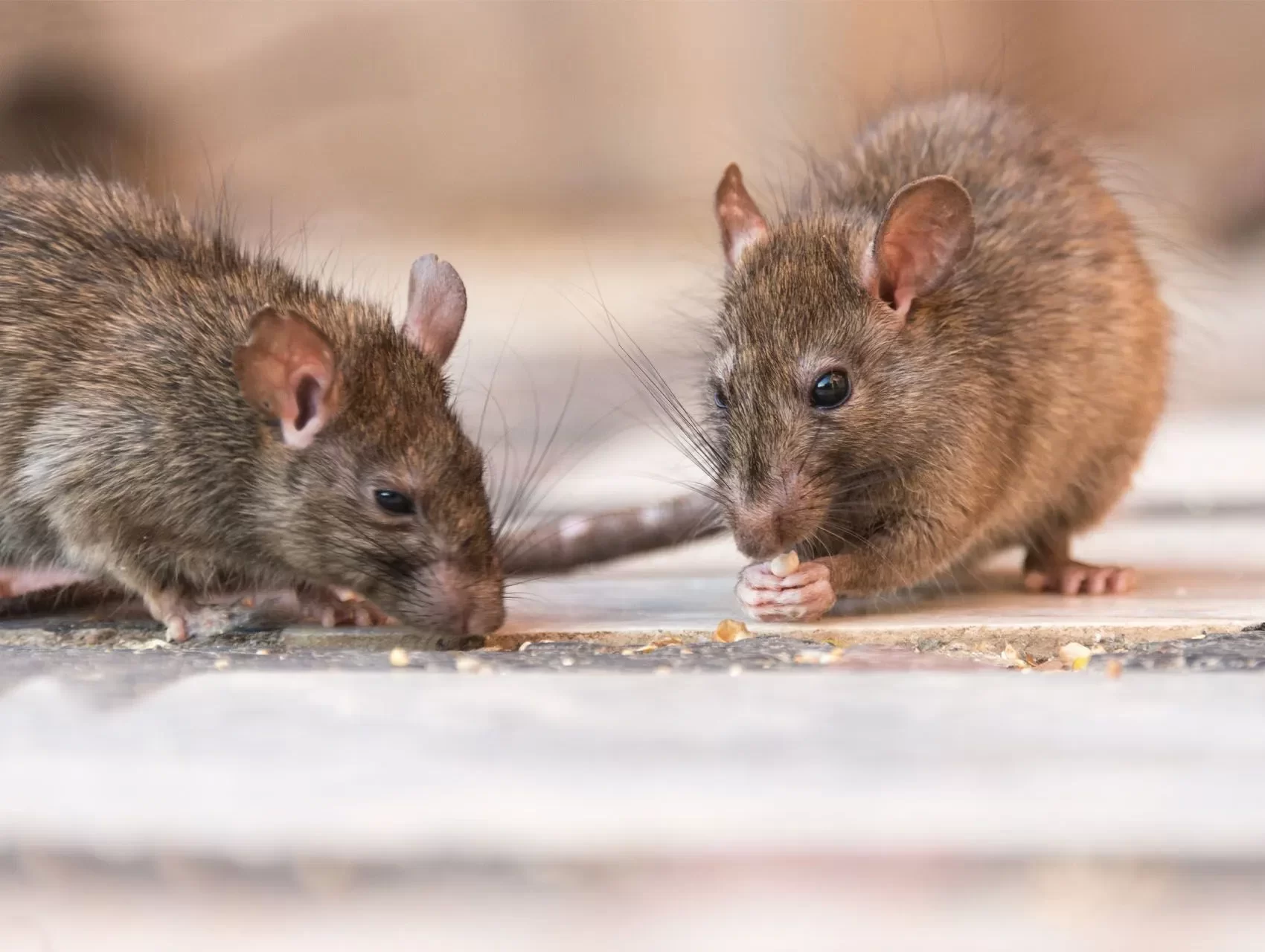 Two brown rats eating crumbs off the ground