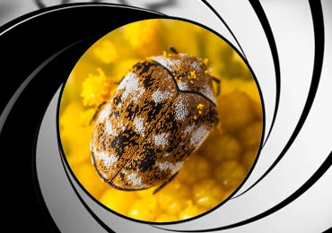 carpet beetle