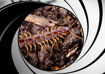 Centipede Extermination