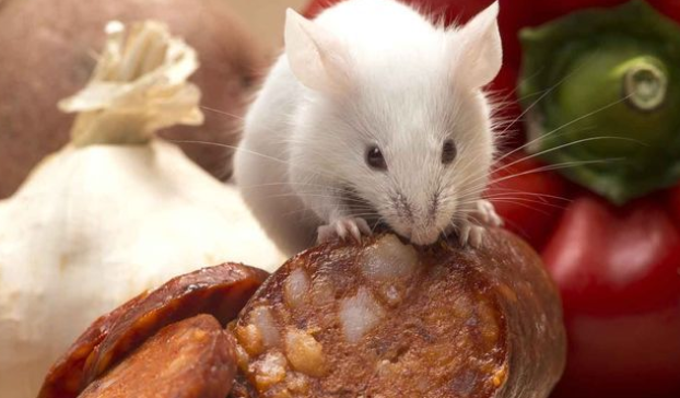 A white rat nibbling on a sausage next to a large red pepper and onion
