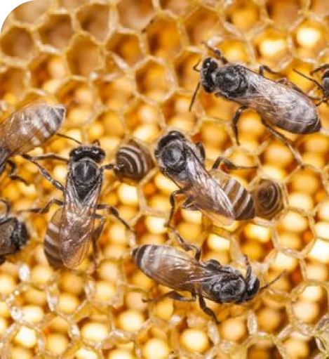 Residential Pest Control Services