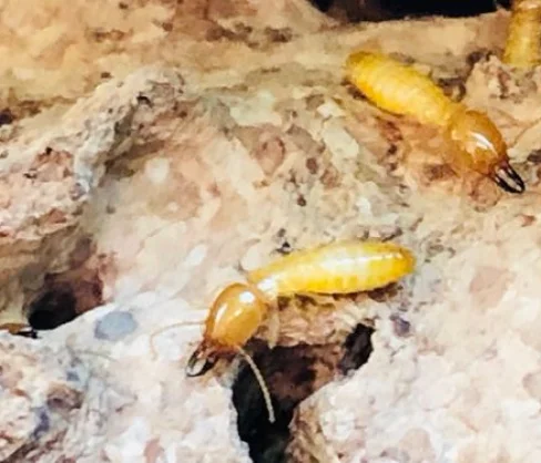 All Pest Control Services in San Diego We Offer | License To Kill