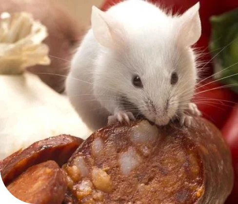 Rodent Removal & Exclusion