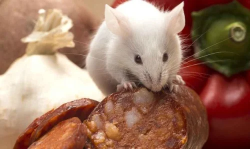 License To Kill | San Diego Pest Control Experts