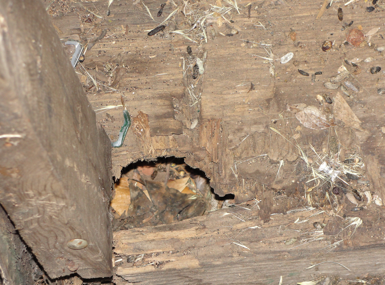 A hole in a wall chewed out by rodents