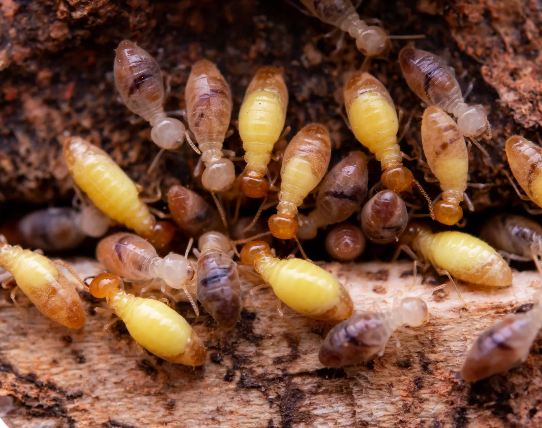 A cluster of termites inside a hollow of rotting wood