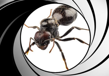 ant pest control
