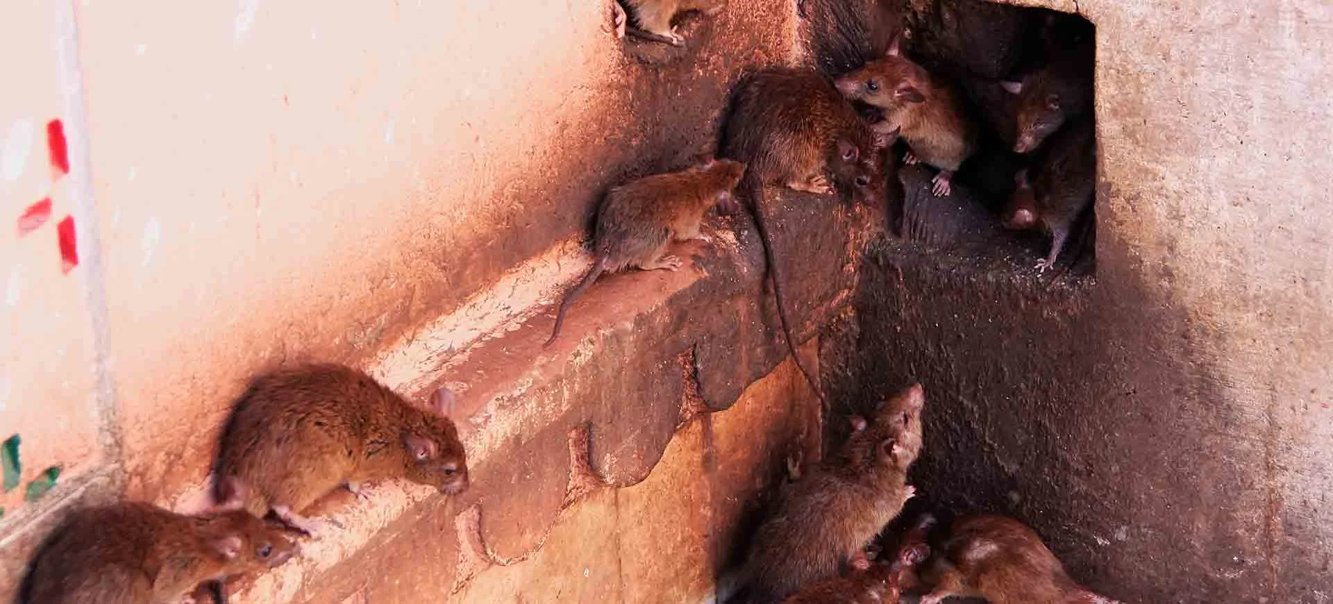 San Diego Rodent Exterminator | Expert Pest Control Services
