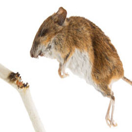 Rodent Control Experts - San Diego Pest Control & Termite Control