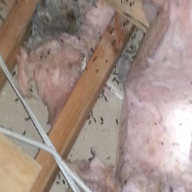 Rodent Control Experts - San Diego Pest Control & Termite Control