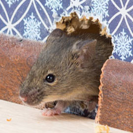 Rodents use existing holes or make their own to get inside. Rats enter through holes the size of a quarter, while mice squeeze through holes the size of a dime.
