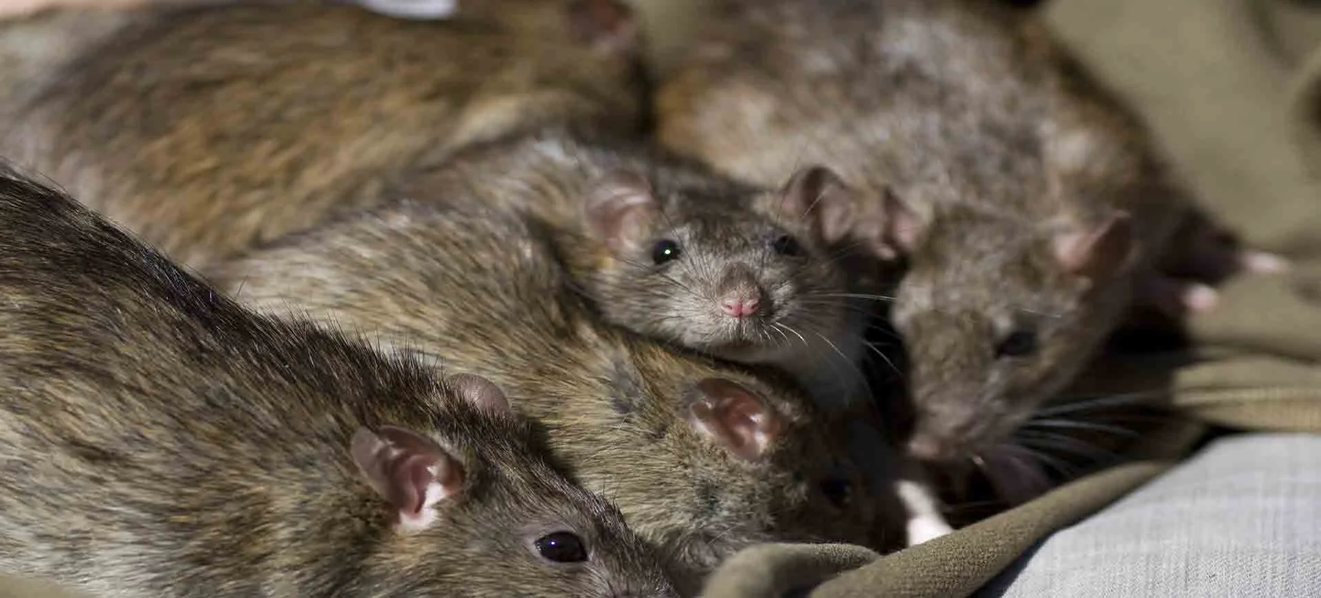 rodent control services near me