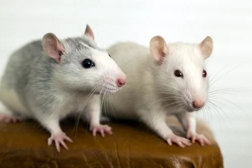 Two white domestic rats