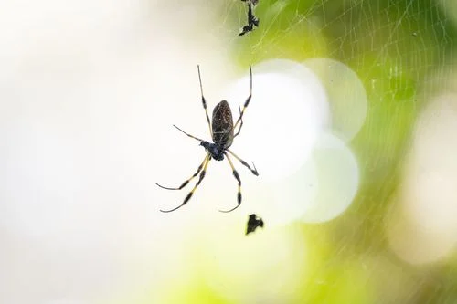 Home Spider Control Services in San Diego
