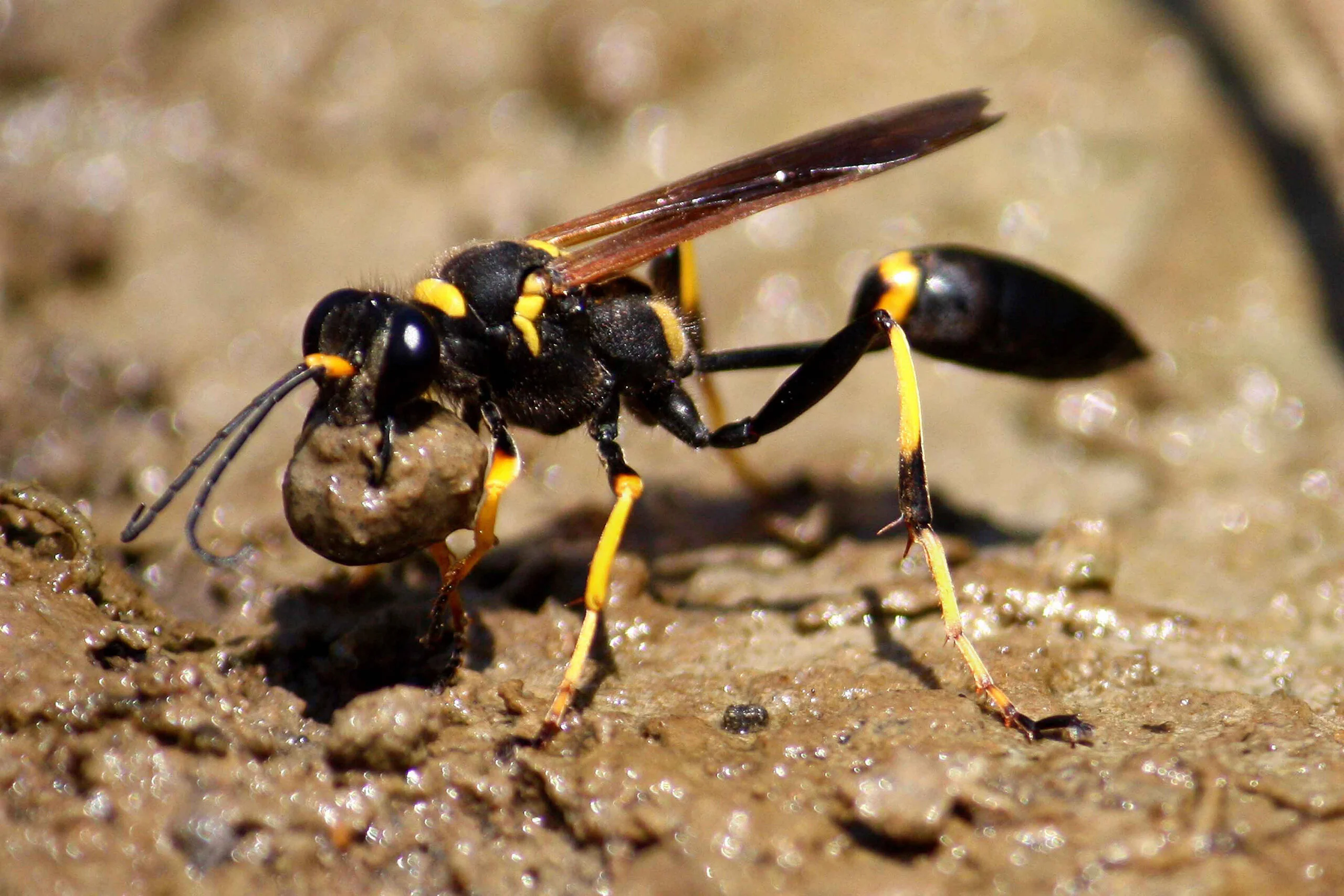 A mud dauber picking up a piece of mud