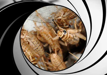 Cricket control